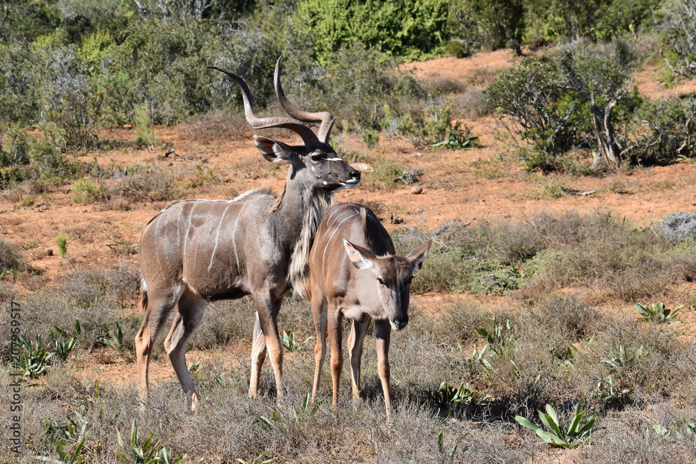 Closeup of two Kudus on a meadow in Addo Elephant Park in Colchester, South Africa Closeup of two Kudus on a meadow in Addo Elephant Park in Colchester, South Africa