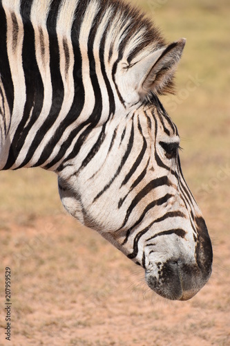 Portrait of a zebra in Addo Elephant Park in Colchester  South Africa