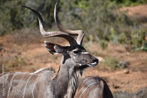 Quadro su tela Closeup of a  Kudu in Addo Elephant Park in Colchester, South Africa