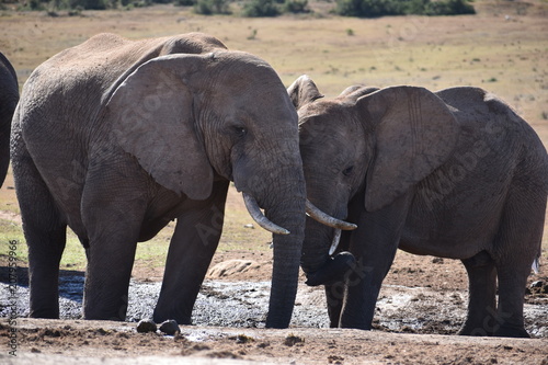 Closeup of an elephant couple in Addo Elephant Park in Colchester  South Africa