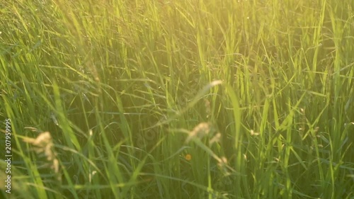 Native Midwest Prairie Grasses Sunset Slow Motion