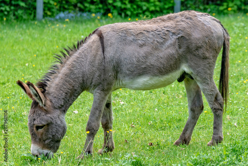 Donkey is in the meadow and eats