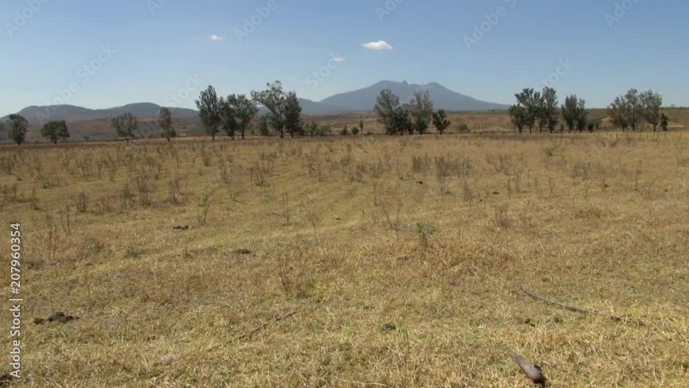 Grass fields of Tequila Mexico: Trees and Mountains Grass fields of Tequila Mexico: Trees and Mountains