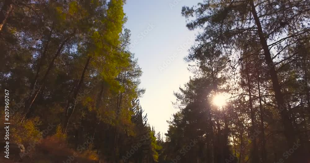 flying through forest trees. tree woods. trees silhouette. sun flare sunset. nature background flying through forest trees. tree woods. trees silhouette. sun flare sunset. nature background
