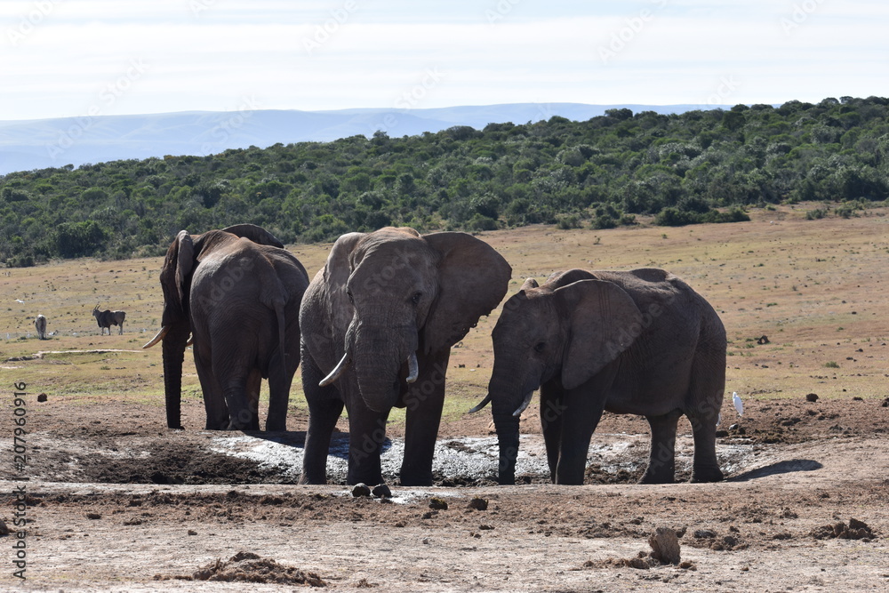 Fototapeta premium Closeup of an elephant family standing on a waterhole in Addo Elephant Park in Colchester, South Africa