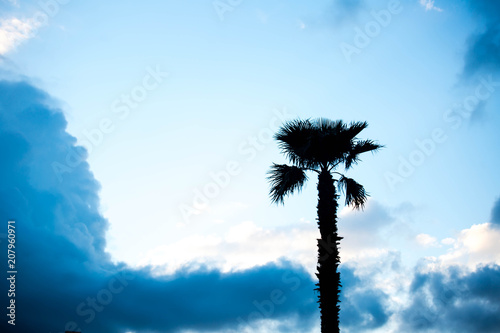 Palm trees against blue sky, Palm trees on tropical coast coconut tree, summer tree.