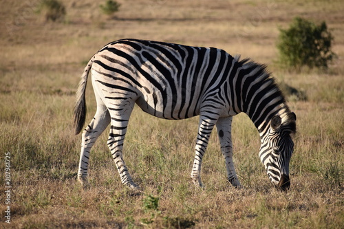 A beautiful zebra on a meadow in Addo Elephant Park in Colchester, South Africa