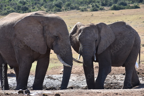 Closeup of an elephant couple in Addo Elephant Park in Colchester, South Africa