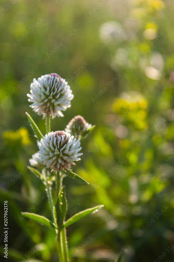 The flowers of the clover. Trifolium montanum. The flowers of the clover. Trifolium montanum.