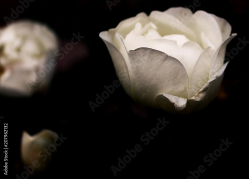 white rose; белая роза