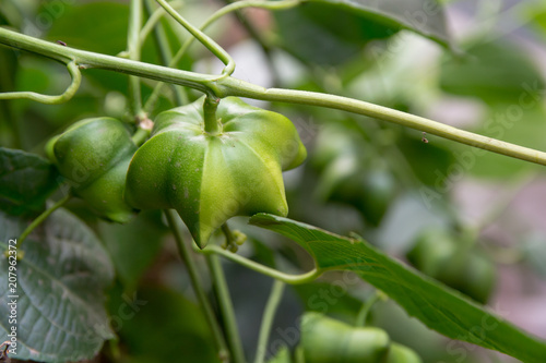 unripe green sacha inchi hanging from a sacha inchi tree