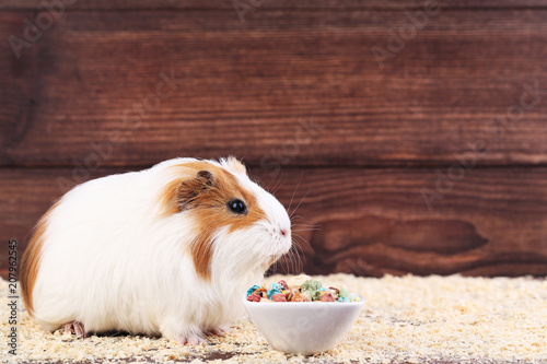 Guinea pig with food in bowl and sawdust