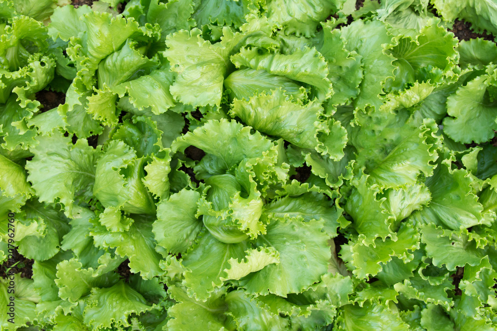 Green lettuce plants in growth at garden top view. Fresh lettuce leaves background Green lettuce plants in growth at garden top view. Fresh lettuce leaves background