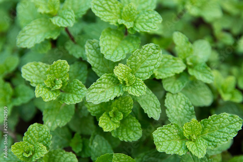 Green peppermint leaves background. fresh peppermint growing in the garden