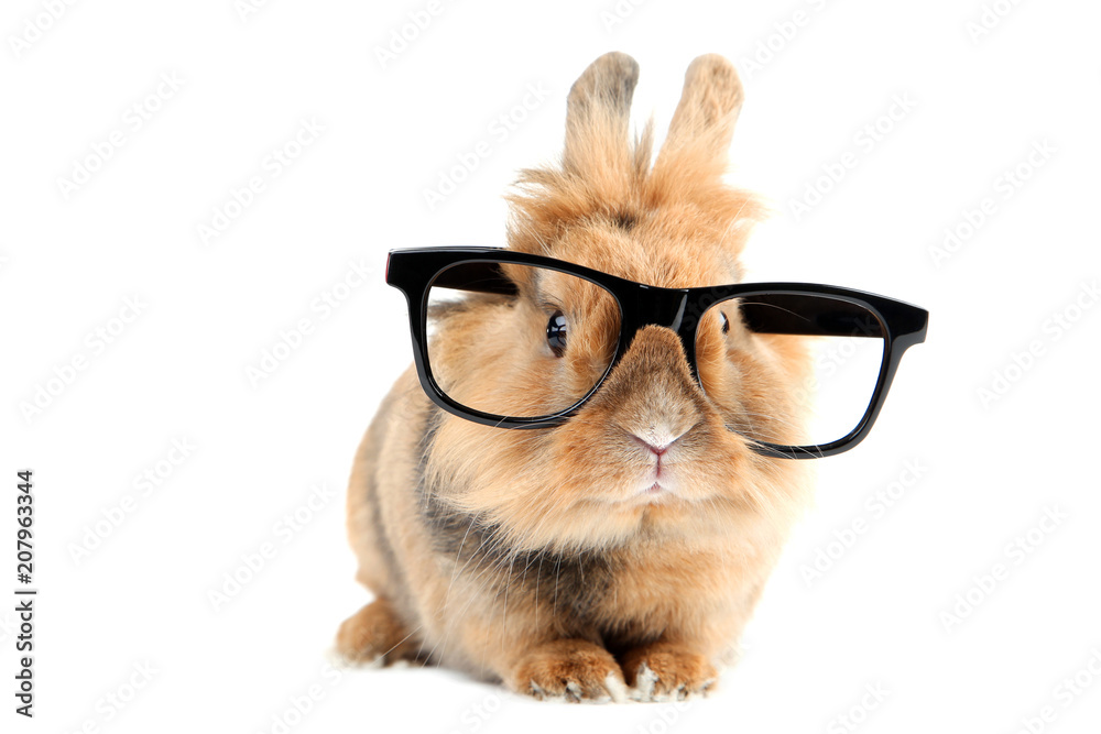 Brown rabbit with black glasses isolated on white background