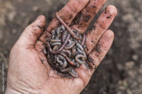 Earthworm in the hand of a man. Fish bait  photo