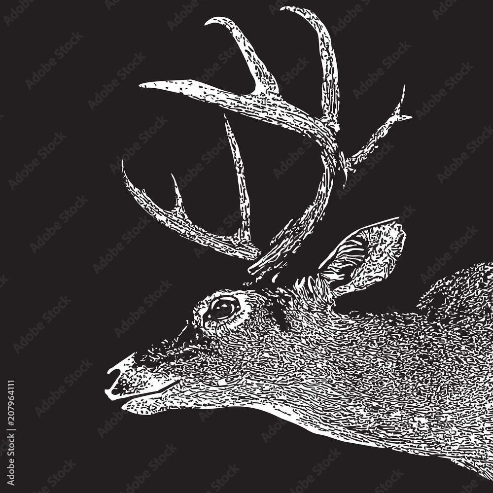 Fototapeta premium Deer head - graphic engraving illustration isolated on black background. Vector image of stags deer head in vintage style, portrait of cute horned animal. Symbol of hunting trophy.