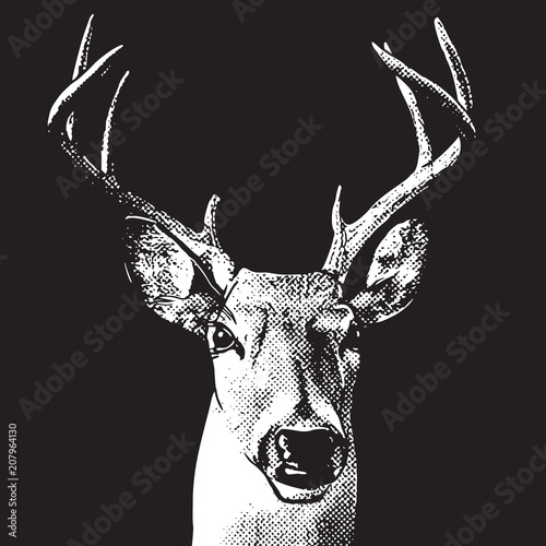 Deer head - graphic engraving illustration isolated on black background.
Vector image of stags deer head in vintage style, portrait of cute horned animal. Symbol of hunting trophy.
