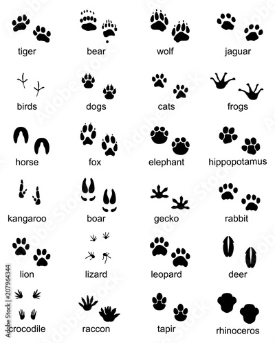 Set of footprints of wild animals, illustration of black silhouette