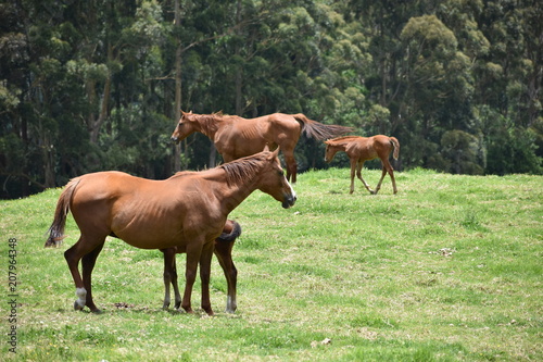 potrillos