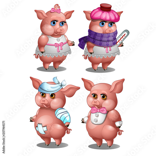 Healthy and diseased pig isolated on white background. Vector cartoon close-up illustration.