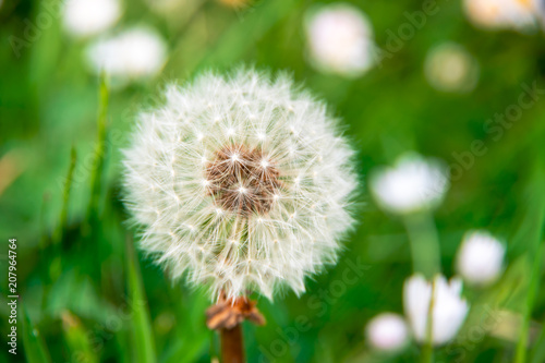 Solitary dandelion in field