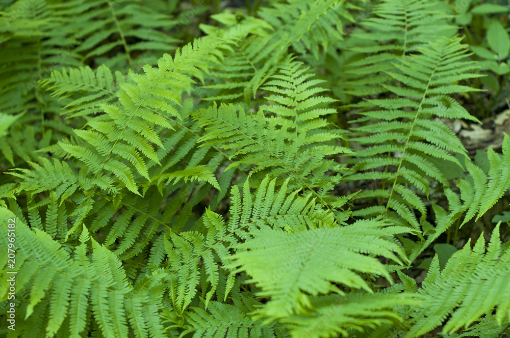 Beautyful ferns leaves green foliage natural floral fern background in sunlight.