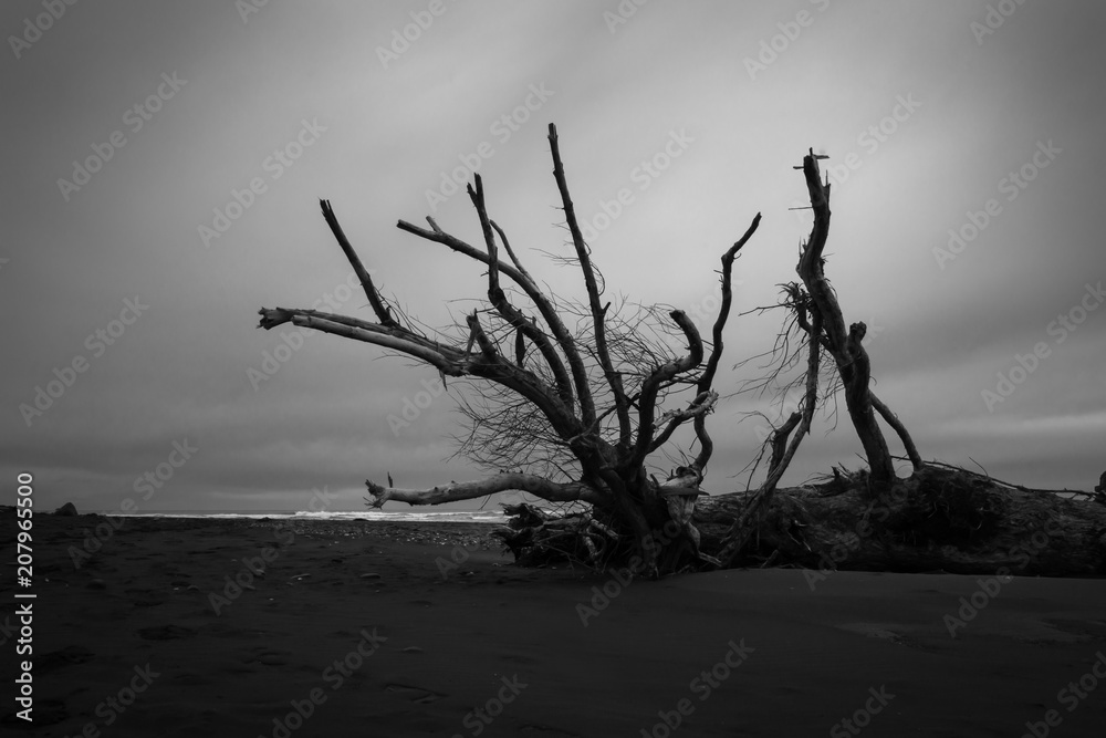 Fallen tree trunks and Driftwood after the storm