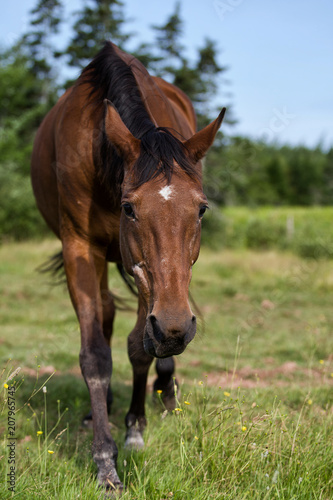 Senior, Aged Healthy Horse in the Pasture during the Summer  © Myra