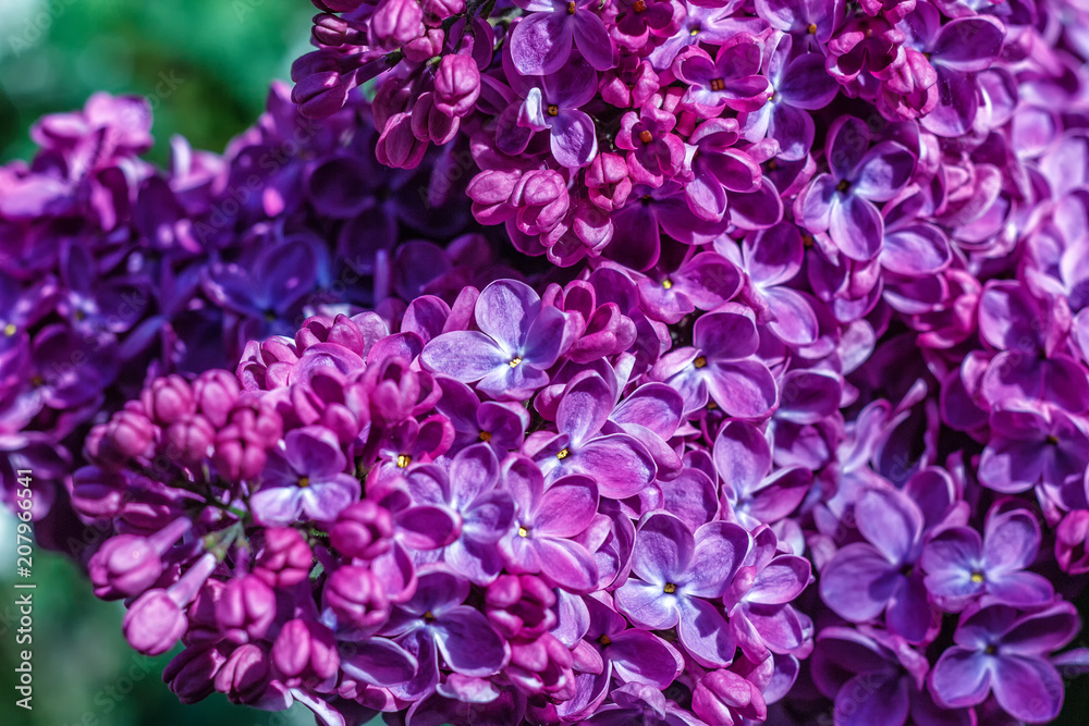 A branch of a violet purple lilac. Shallow depth of field. Selective focus.