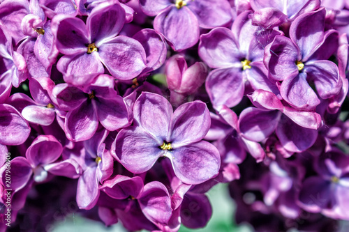 Violet lilac flowers as a background. Close-up. © anatoliiSushko