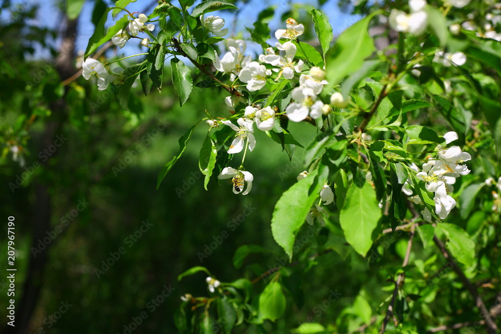 Fototapeta premium Apple tree flowering