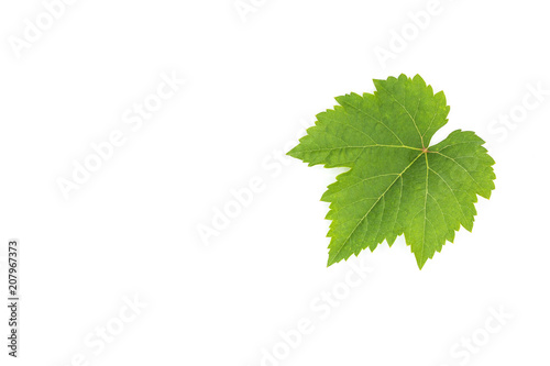 green grape leaves isolated on white background