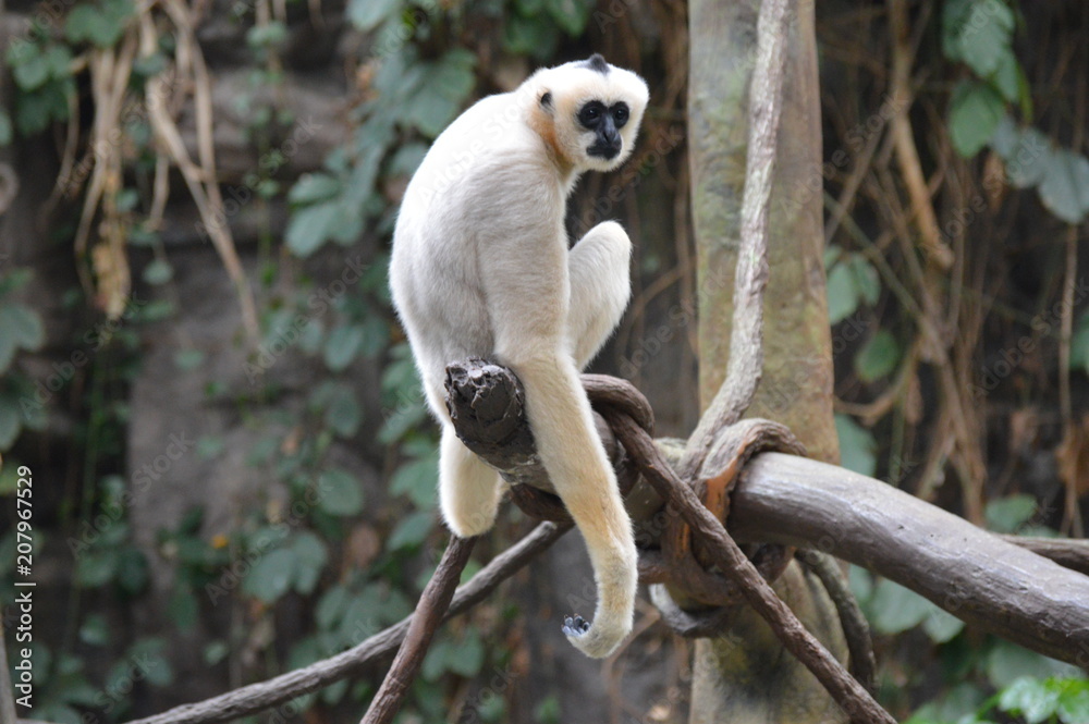 Obraz premium Gibbon in the tree