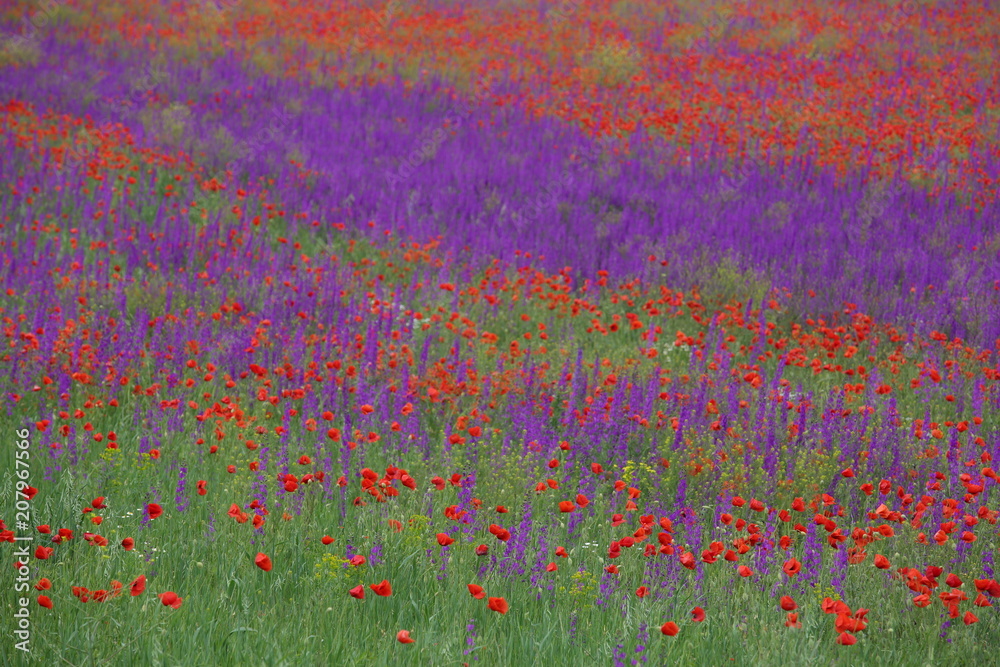 Flower carpet of blossoming poppies and delphinium flowers 