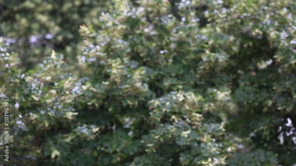 The rain falling on the leaves of the linden tree The rain falling on the leaves of the linden tree