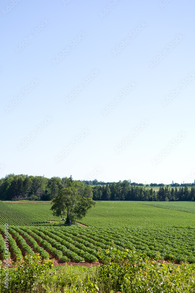 Crops growing in rows in lush soil with clear blue sky and green grasslands