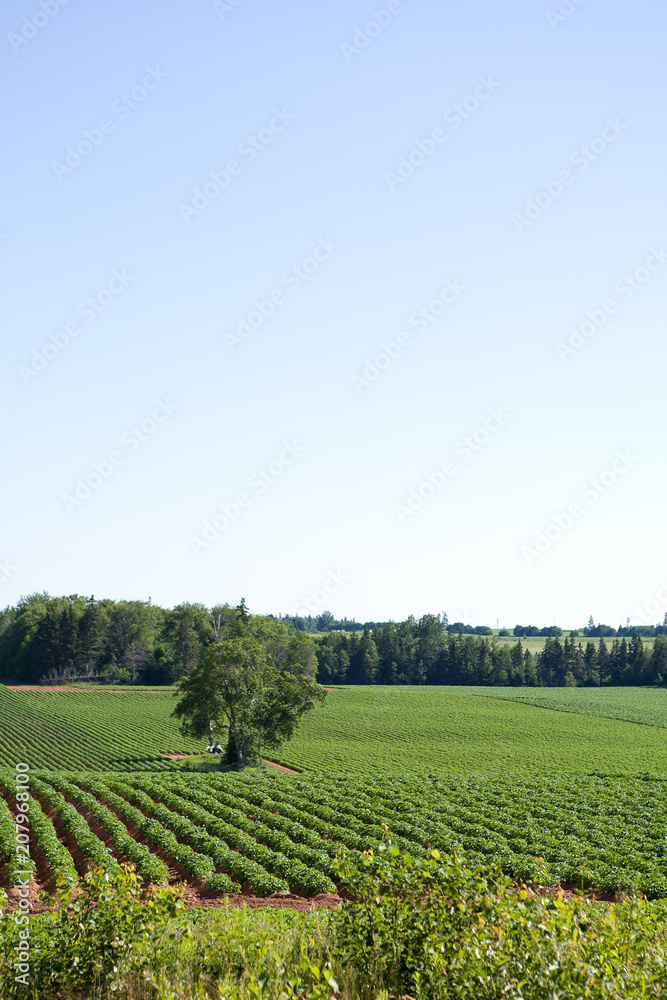 Crops growing in rows in lush soil with clear blue sky and green grasslands Crops growing in rows in lush soil with clear blue sky and green grasslands