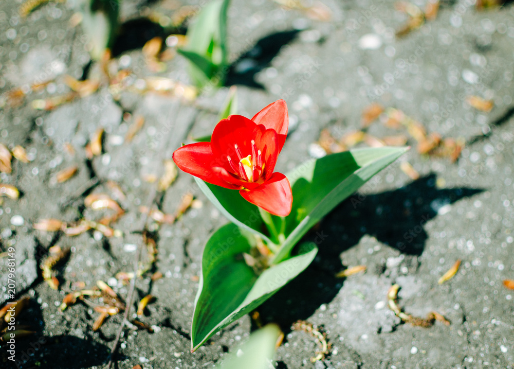 Single red Tulip in the forest Single red Tulip in the forest