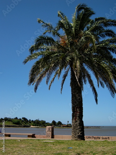 Palmen in der Bucht von Montevideo