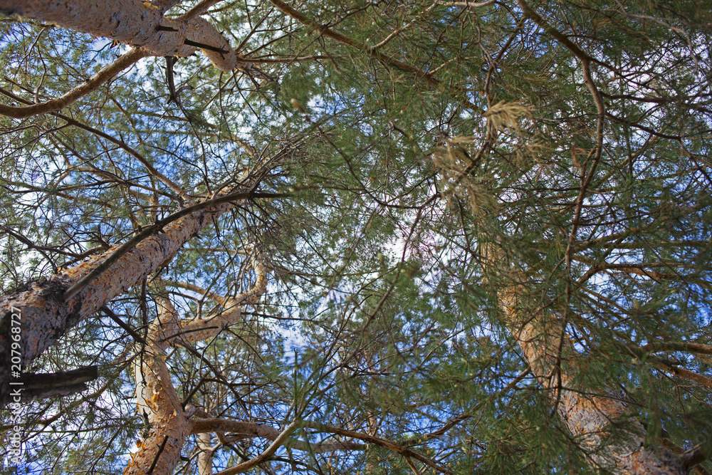 Obraz premium pine forest in spring in Russia