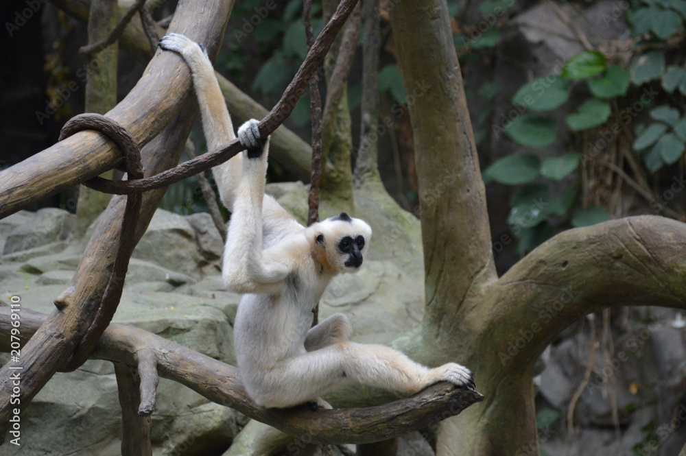 Obraz premium Gibbon in the tree