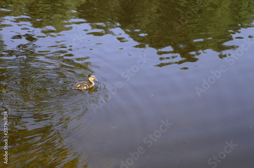 Young mallard duckling on pond