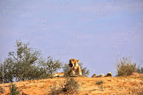 Fototapeta Naklejka Na Ścianę i Meble -  Yawning lioness, Panthera leo,  Kalahari South Africa
