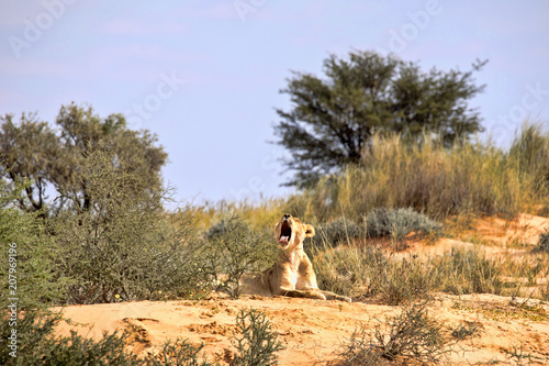 Fototapeta Naklejka Na Ścianę i Meble -  Yawning lioness, Panthera leo,  Kalahari South Africa