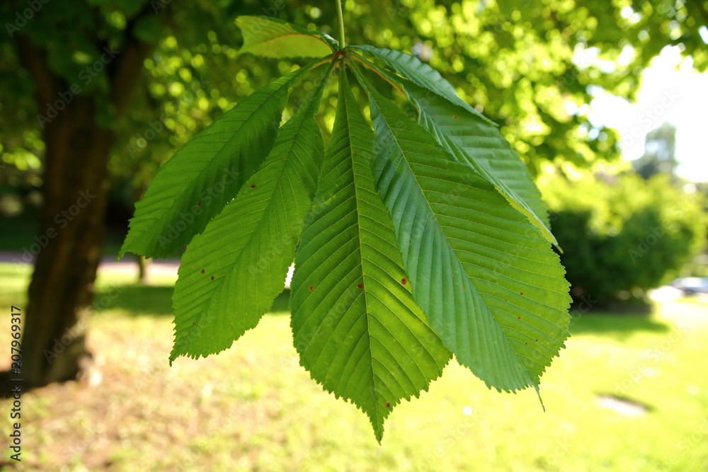 Chestnut is a deciduous tree with interesting leaves in the shape of a human hand. Chestnut is a deciduous tree with interesting leaves in the shape of a human hand.