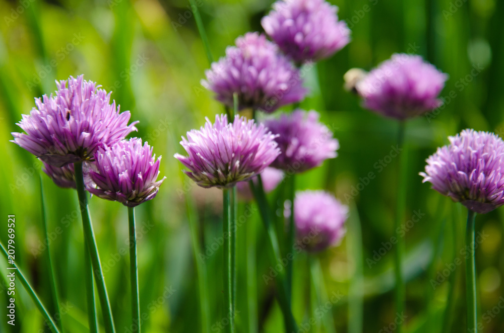 flowering meadow in the garden flowering meadow in the garden