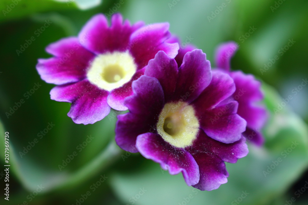 Obraz premium Couple of purple flowers (Primula x pubescens) in the garden