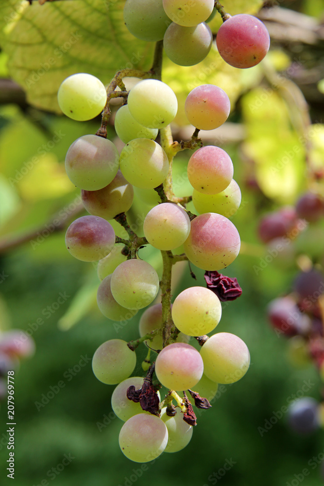 a bunch of grapes on the tree in Gelendzhik
