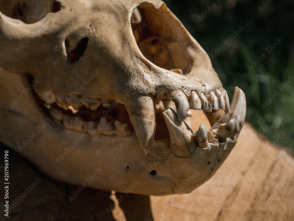 Fototapeta premium Bear Skull on log